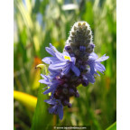 PONTEDERIA cordata PONTEDERIA cordata