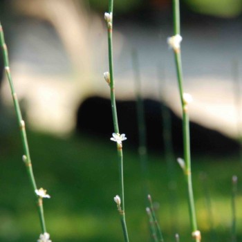 POLYGONUM scoparium