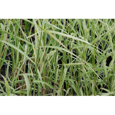 PHRAGMITES karka \'Variegata\'