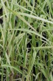 PHRAGMITES karka 'Variegata'