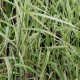 PHRAGMITES karka 'Variegata'