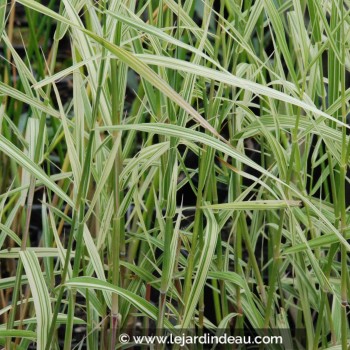 PHRAGMITES karka &#039;Variegata&#039;