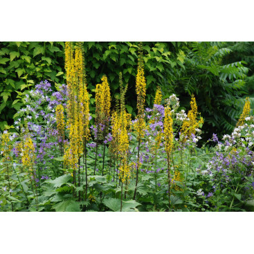 LIGULARIA stenocephala \'The Rocket\'