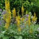 LIGULARIA stenocephala 'The Rocket'