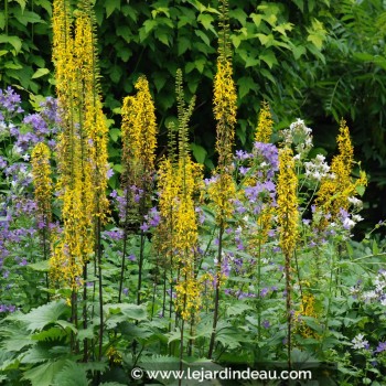 LIGULARIA stenocephala &#039;The Rocket&#039;