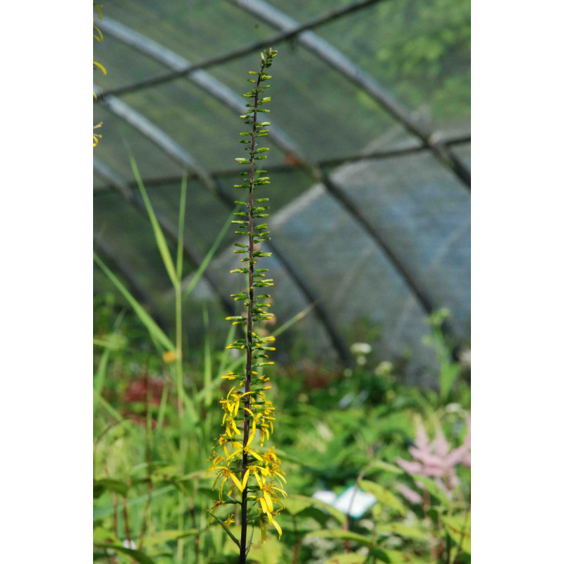 LIGULARIA stenocephala 'The Rocket'
