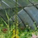 LIGULARIA stenocephala 'The Rocket'