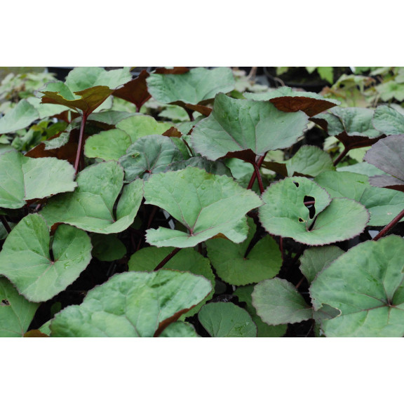 LIGULARIA dentata 'Desdemona'