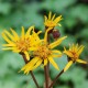 Ligularia x hessei