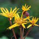 Ligularia x hessei