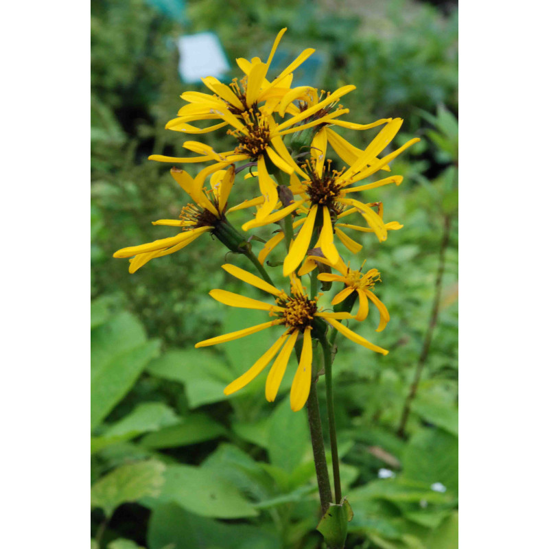LIGULARIA x palmatiloba