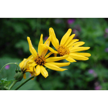 LIGULARIA x palmatiloba