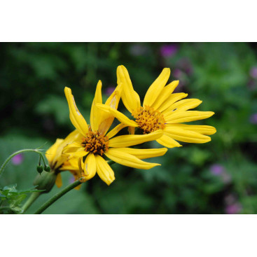 LIGULARIA x palmatiloba