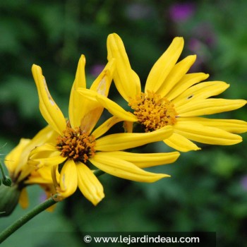 LIGULARIA x palmatiloba