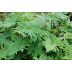 LIGULARIA przewalskii