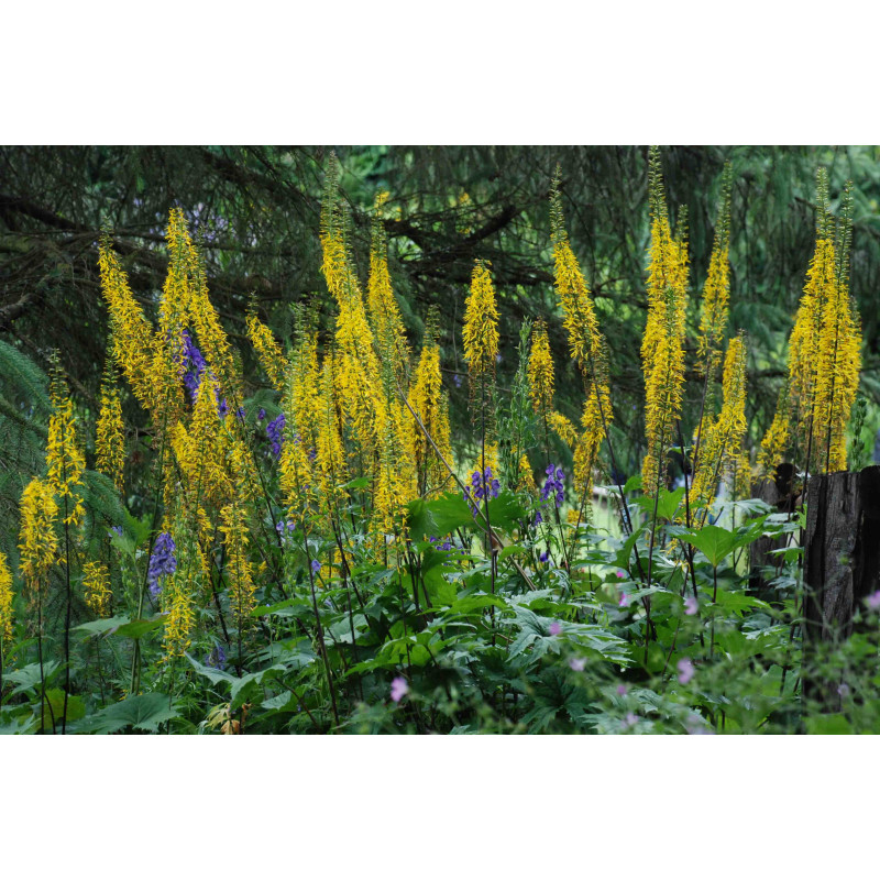 LIGULARIA przewalskii