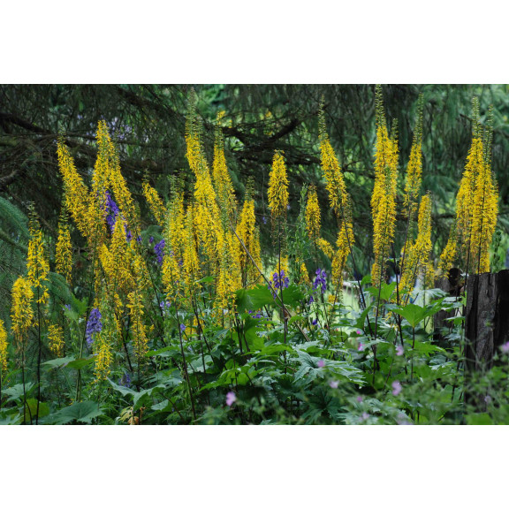 LIGULARIA przewalskii