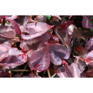 PERSICARIA microcephala \'Red Dragon\'