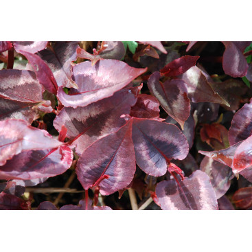 PERSICARIA microcephala \'Red Dragon\'