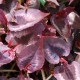 PERSICARIA microcephala 'Red Dragon'