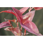 PERSICARIA microcephala 'Red Dragon'