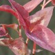 PERSICARIA microcephala 'Red Dragon'