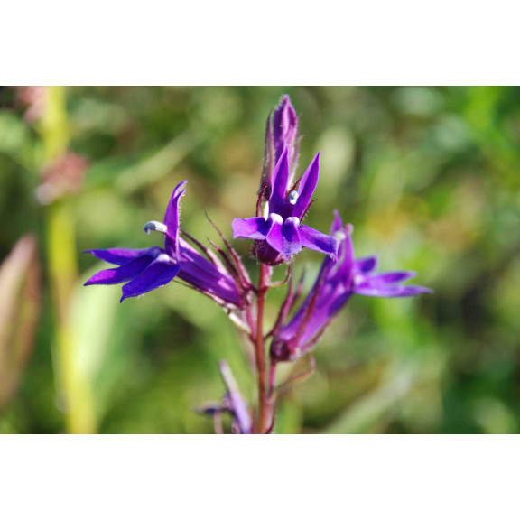 LOBELIA x gerardii 'Vedrariensis'