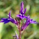 LOBELIA x gerardii 'Vedrariensis'