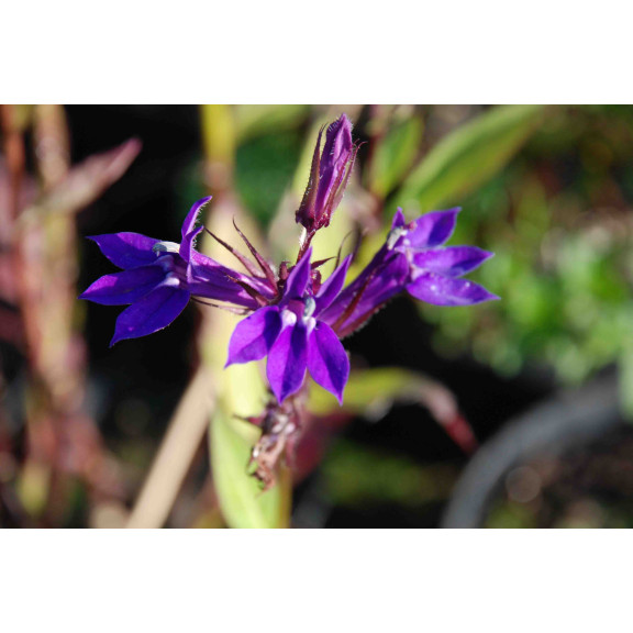 LOBELIA x gerardii 'Vedrariensis'