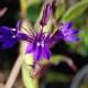 LOBELIA x gerardii 'Vedrariensis'