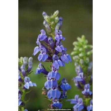 LOBELIA siphilitica - Lob&eacute;lie bleue