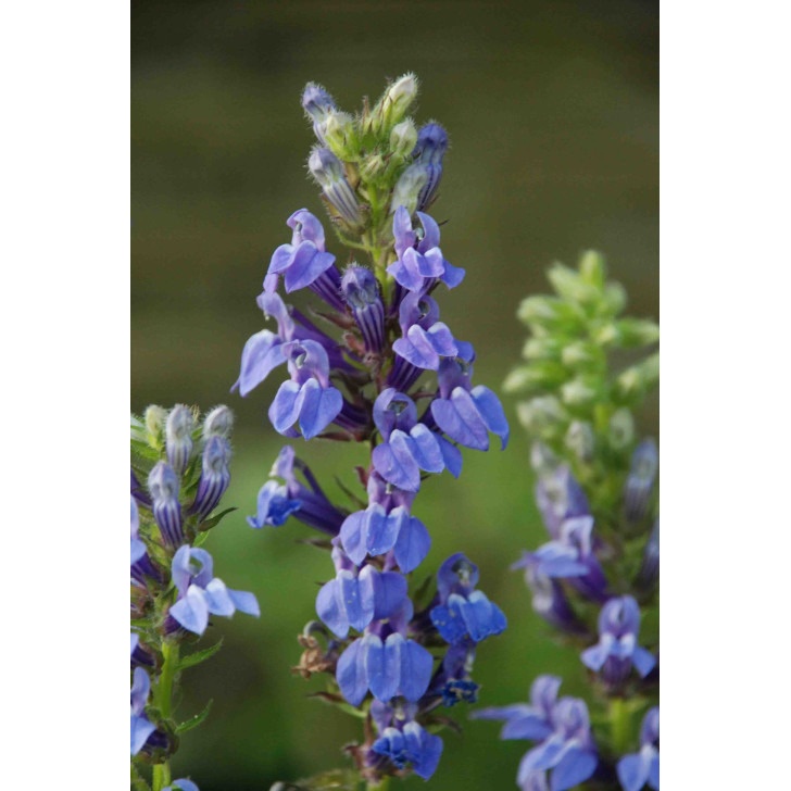LOBELIA siphilitica