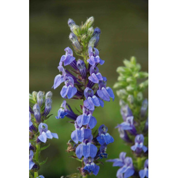 LOBELIA siphilitica