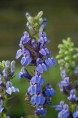LOBELIA siphilitica