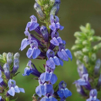 LOBELIA siphilitica