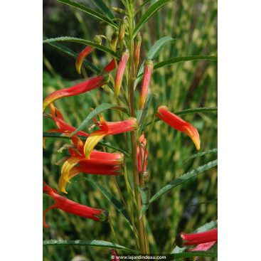 LOBELIA laxiflora
