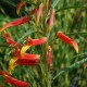 LOBELIA laxiflora