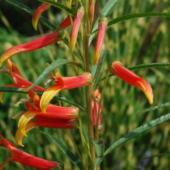 LOBELIA laxiflora