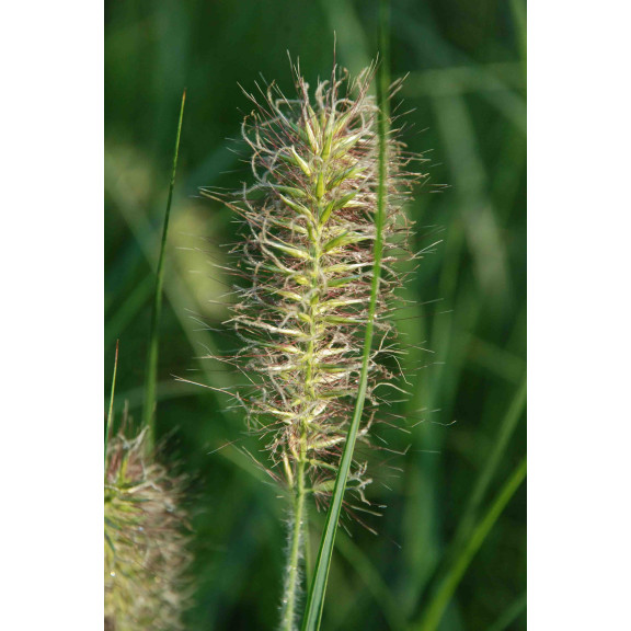 PENNISETUM alopecuroides 'Hameln'