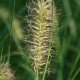 PENNISETUM alopecuroides 'Hameln'