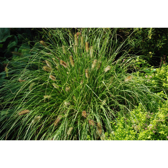 PENNISETUM alopecuroides 'Hameln'
