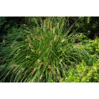 PENNISETUM alopecuroides 'Hameln' PENNISETUM alopecuroides 'Hameln'