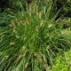 PENNISETUM alopecuroides 'Hameln'