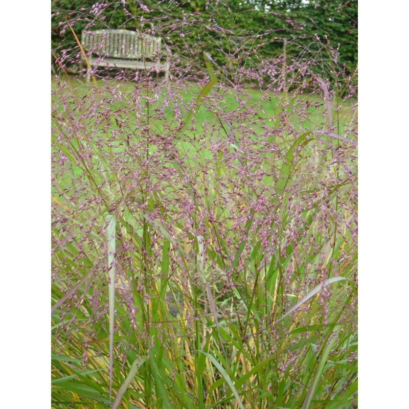 PANICUM virgatum 'Warrior' PANICUM virgatum 'Warrior'