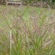 PANICUM virgatum 'Warrior'