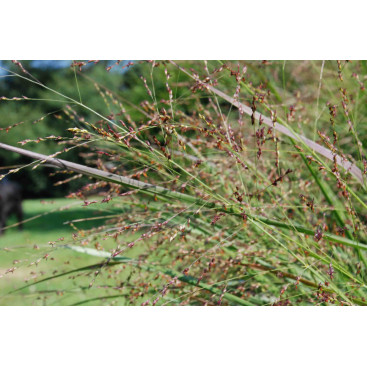 PANICUM virgatum \'Heavy Metal\'