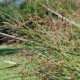 PANICUM virgatum 'Heavy Metal'