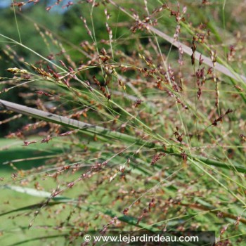 PANICUM virgatum &#039;Heavy Metal&#039;