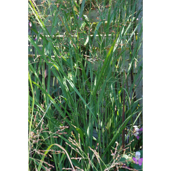 PANICUM virgatum 'Heavy Metal'