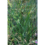 PANICUM virgatum 'Heavy Metal' PANICUM virgatum 'Heavy Metal'